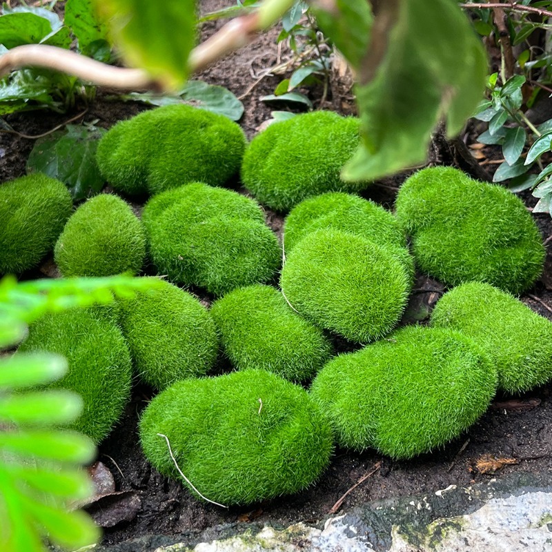 5/30pcs Simulation Moss Stone  - Sphagnum Moss Dry review and price