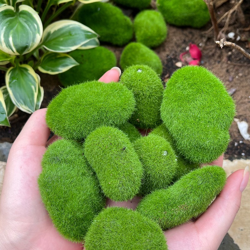 5/30pcs Simulation Moss Stone  - Sphagnum Moss Dry review and price