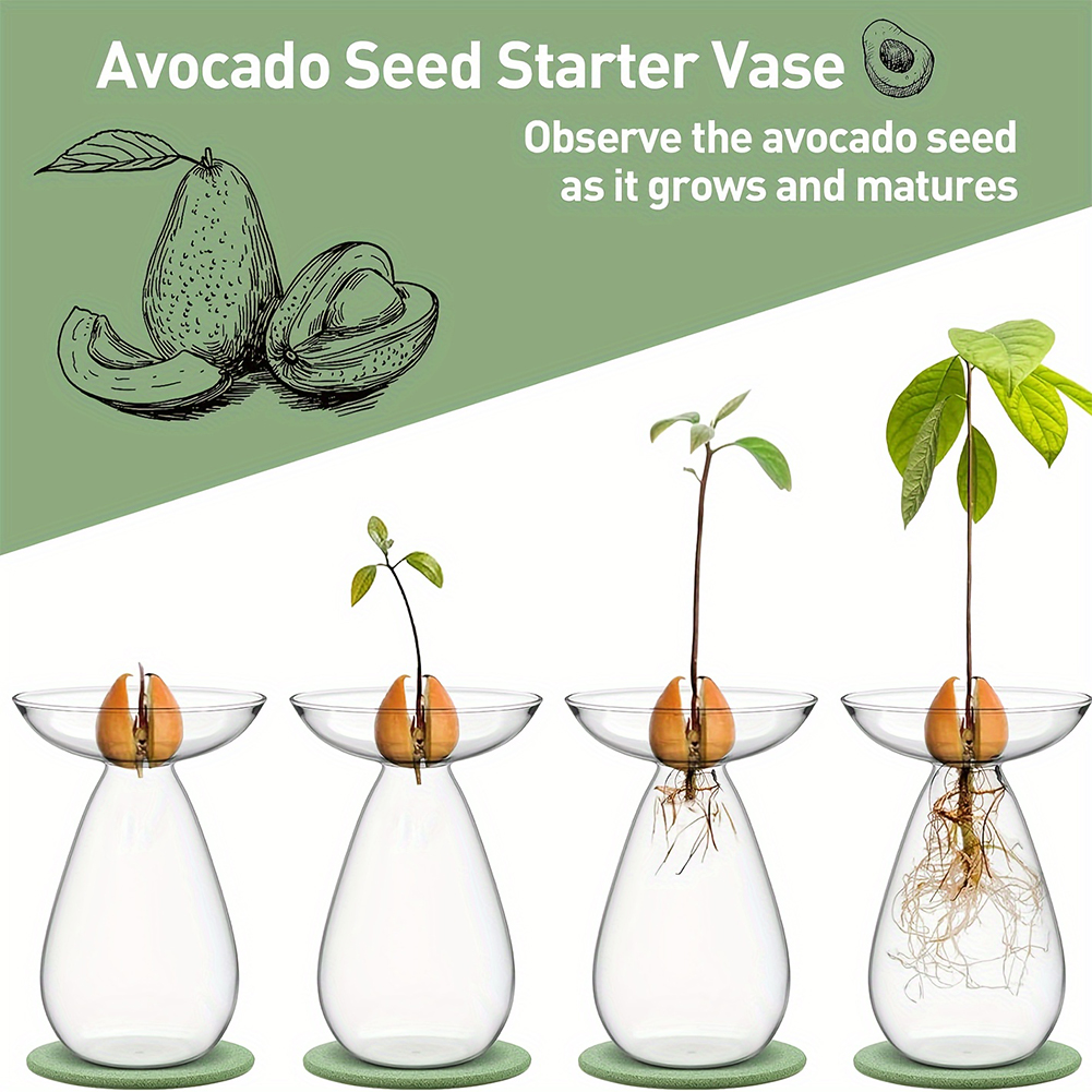Avocado Seed Starter Hydroponi - Propagation Station Vase review and price
