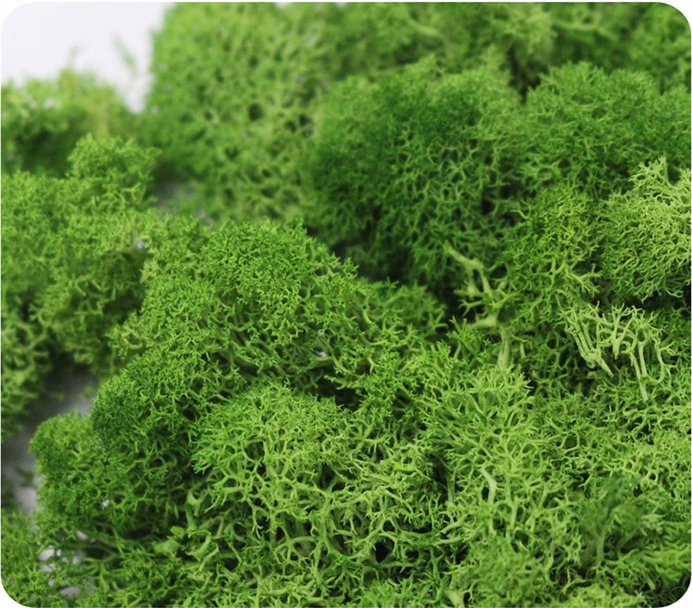 Artificial Plant Eternal Life  - Sphagnum Moss Dry review and price