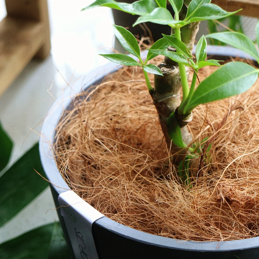 Natural Coconut Husk Fiber Flo - Sphagnum Moss Dry review and price